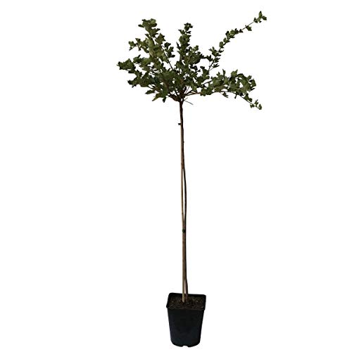 Müllers Grüner Garten Shop Spinefree hellrote Stachelbeere Hochstamm saftig platzfest ca. 80-90 cm Stamm im 4 Liter Topf Müllers Grüner Garten Shop Spinefree hellrote Stachelbeere Hochstamm saftig platzfest ca. 80-90 cm Stamm im 4 Liter Topf von Müllers Grüner Garten Shop