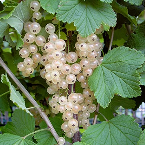 Weiße Versailler weiße Johannisbeere Busch helle Beere mit aromatischem Geschmack mit 3 Liter Topfballen von Müllers Grüner Garten Shop