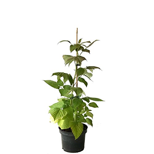 NEU! Lowberry® Zwerghimbeere Baby Dwarf® kompakte Himbeersorte Balkonobst ca. 40 cm im 3 Liter Topf von Müllers Grüner Garten Shop