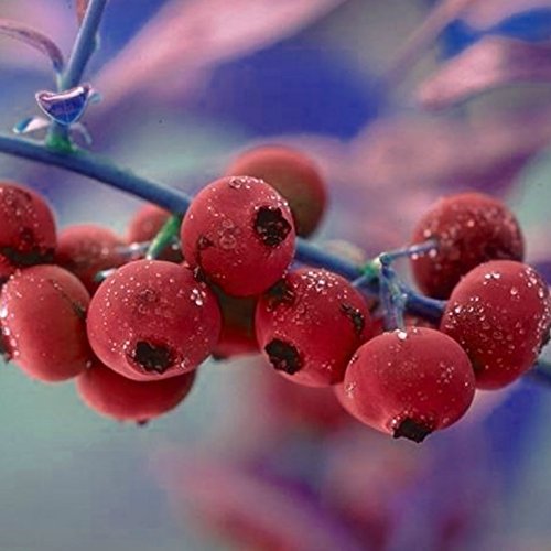 NEU! Pink Lemonade ® Heidelbeere rosafarbene Frucht Blaubeere ca. 30-40 cm, Pflanze im 3 Liter Topf von Müllers Grüner Garten Shop