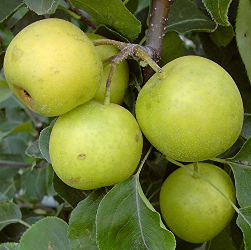 Nashi An Ben Pear, Asienbirne Apfelbirne als Buschbaum 110-140 cm 10 Liter Topf, Unterlage: Sämling Nashi An Ben Pear, Asienbirne Apfelbirne als Buschbaum 110-140 cm 10 Liter Topf, Unterlage: Sämling von Müllers Grüner Garten Shop