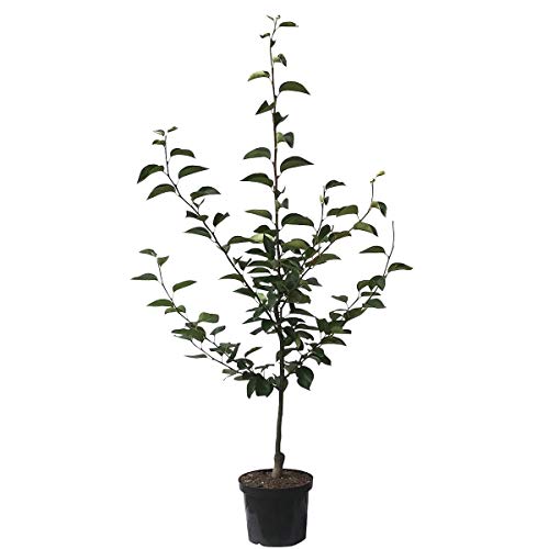 Nashi Nijisseiki Asienbirne Apfelbirne als Buschbaum 110-140 cm 10 Liter Topf Unterlage Sämling Nashi Nijisseiki Asienbirne Apfelbirne als Buschbaum 110-140 cm 10 Liter Topf Unterlage Sämling von Müllers Grüner Garten Shop