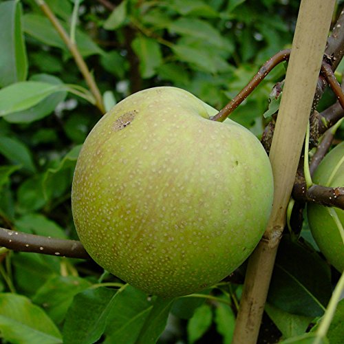 Nashi Sik Chon Early Pear Apfelbirne Asienbirne Buschbaum 110-140 cm 10 Liter Topf Unterlage: Slg von Müllers Grüner Garten Shop