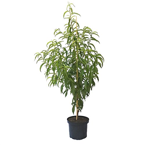 Nektarinenbaum Snow Queen, saftig süße Nektarine 110-140 cm kräftiger Buschbaum im 10 Liter Topf Nektarinenbaum Snow Queen, saftig süße Nektarine 110-140 cm kräftiger Buschbaum im 10 Liter Topf von Müllers Grüner Garten Shop