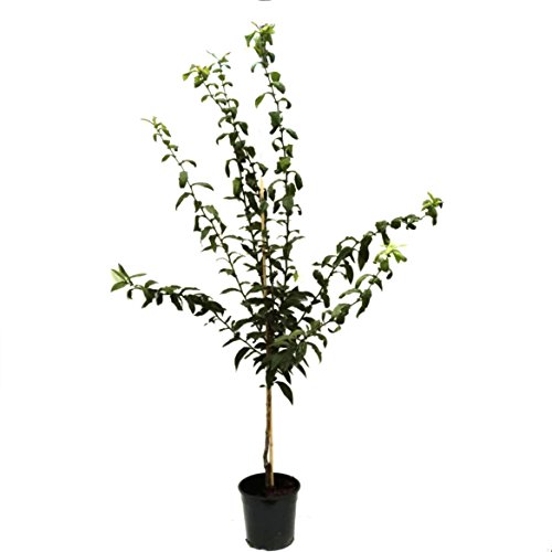 Nottingham veredelte Mispel Mispelbaum Mespilus germanica 110-140 cm Pflanze im 9,5 Liter Topf von Müllers Grüner Garten Shop