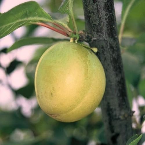 Ontariopflaume Eierpflaume Pflaumenbaum 110-140 cm 10 Liter Unterlage St. Julien A von Müllers Grüner Garten Shop