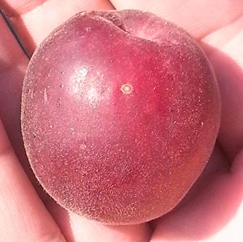 Papstaprikose Biricoccolo Aprikose Buschbaum 110-140 cm 10 Liter Topfballen St.Julien A von Müllers Grüner Garten Shop