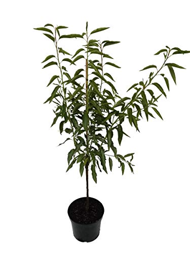 Pfälzer Fruchtmandel selbstfruchtbare Süßmandel Busch 110-140 cm Pflanze 10 Liter Topf von Müllers Grüner Garten Shop