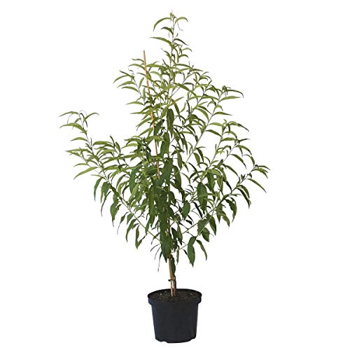 Pfirsichbaum Dixired, süßer Pfirsich Buschbaum 110-140 cm 10 Liter Topf, Unterlage: Prunus pumila von Müllers Grüner Garten Shop