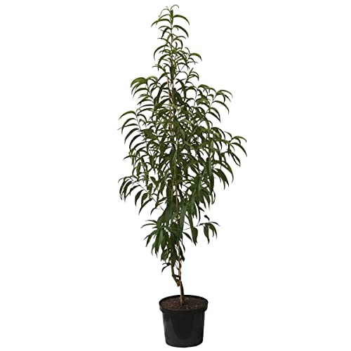 Pfirsichbaum Flamingo, sehr frostharter Pfirsich, Blüte bis - 8 Grad Buschbaum 110-140 cm 10 Liter Topf von Müllers Grüner Garten Shop