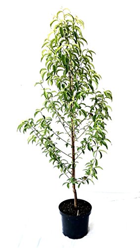 Pfirsichbaum Sandwich Pfirsich Plattpfirsich Tellerpfirsich kräftiger Buschbaum 110-140 cm 10 L Topf Pfirsichbaum Sandwich Pfirsich Plattpfirsich Tellerpfirsich kräftiger Buschbaum 110-140 cm 10 L Topf von Müllers Grüner Garten Shop