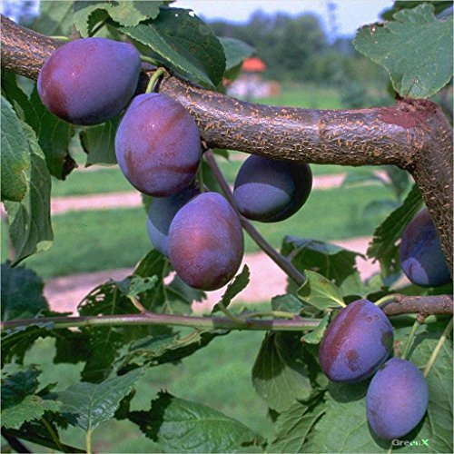Pflaumenbaum Hauszwetsche Zwetschenbaum Pflaume Buschbaum 110-140 cm 10 Liter Topfballen, St. Julien A Pflaumenbaum Hauszwetsche Zwetschenbaum Pflaume Buschbaum 110-140 cm 10 Liter Topfballen, St. Julien A von Müllers Grüner Garten Shop