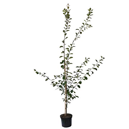Pflaumenbaum Königin Viktoria sehr saftige selbstfruchtbare Pflaume 110-140 cm Buschbaum 9,5 L Topf von Müllers Grüner Garten Shop
