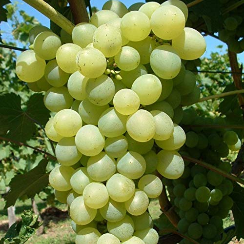 Phoenix gelbe Weintraube sehr frosthart und robust 80-100 cm im 3,5 Liter Topf von Müllers Grüner Garten Shop