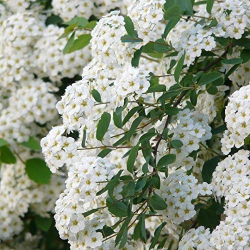 Prachtspiere Spiraea vanhouttei stark wachsender Spierstrauch weiße Blüten 40-80 cm 3 Liter Topfballen von Müllers Grüner Garten Shop