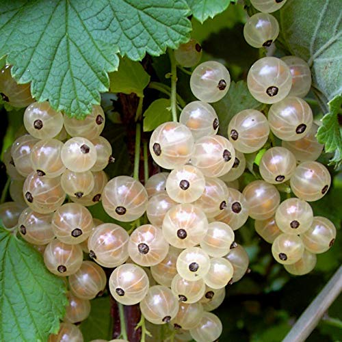 Primus weiße Johannisbeere als Busch ca. 80-100 cm im 3 Liter Topf von Müllers Grüner Garten Shop