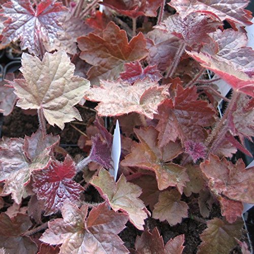 PurpurglöckchenHeuchera micrantha Palace Purple Blattschmuck Staude im 0,5 Liter Topf PurpurglöckchenHeuchera micrantha Palace Purple Blattschmuck Staude im 0,5 Liter Topf von Müllers Grüner Garten Shop