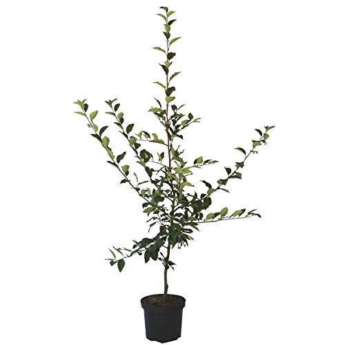 Quittenbaum Konstantinopeler Apfelquitte Buschbaum 110-140 cm im 9,5 Liter Topf Unterlage Quitte A Quittenbaum Konstantinopeler Apfelquitte Buschbaum 110-140 cm im 9,5 Liter Topf Unterlage Quitte A von Müllers Grüner Garten Shop