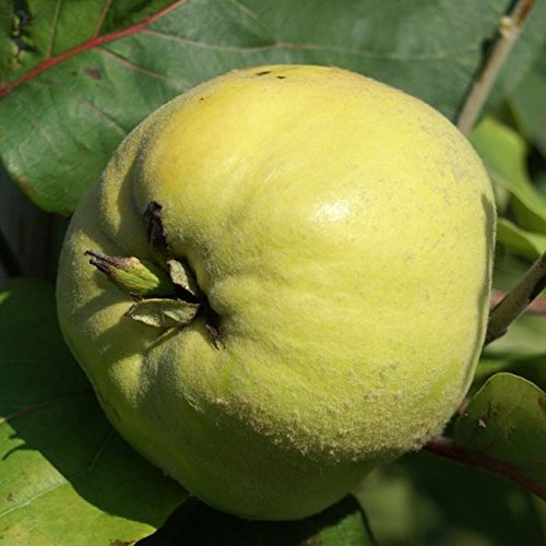 Quittenbusch Riesenquitte von Leskovac Buschbaum 110-140 cm im 10 Liter Topf Unterlage Quitte A Quittenbusch Riesenquitte von Leskovac Buschbaum 110-140 cm im 10 Liter Topf Unterlage Quitte A von Müllers Grüner Garten Shop