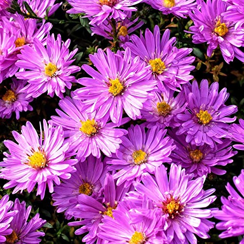 Rauhblattaster Purple Dome purpurrote Blüten im Sept. Oktober Staude Herbstaster im 11 cm Topf Rauhblattaster Purple Dome purpurrote Blüten im Sept. Oktober Staude Herbstaster im 11 cm Topf von Müllers Grüner Garten Shop