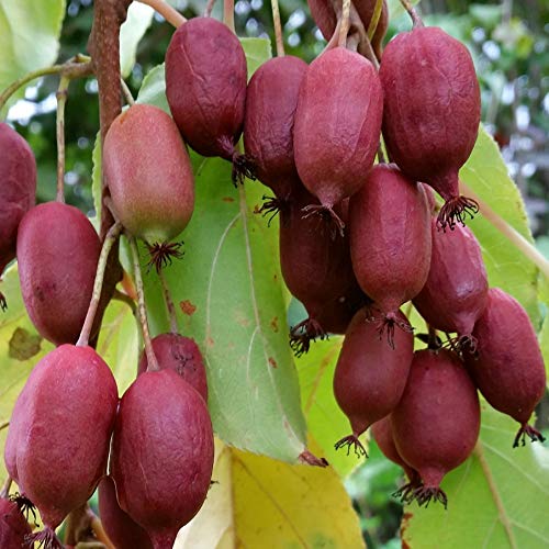 Red Jumbo Kiwi rote Schale rotes Fruchtfleisch weibliche Kiwi Actinidia arguta 60-100 cm 3-5 L Topf Red Jumbo Kiwi rote Schale rotes Fruchtfleisch weibliche Kiwi Actinidia arguta 60-100 cm 3-5 L Topf von Müllers Grüner Garten Shop