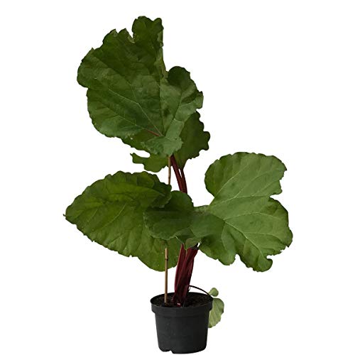 Rhabarber Pflanze The Sutton starkstielige frühe Sorte rotgrüne Stiele gesund im 2 Liter Topf von Müllers Grüner Garten Shop