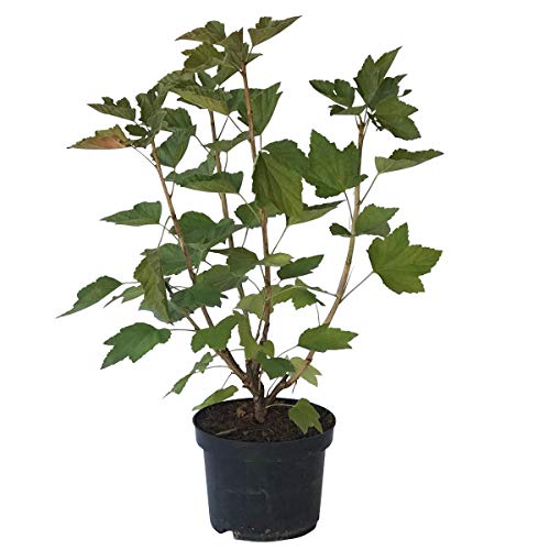 Rolan, robuste rote Johannisbeere, große Beeren in langen Trauben, ertragreicher Busch im 3 L.Topf von Müllers Grüner Garten Shop