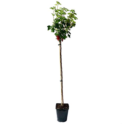 Rolan (R) rote Johannisbeere, große Trauben, fein-säuerlich, Hochstamm 130-150 cm im 5 Liter Topf von Müllers Grüner Garten Shop