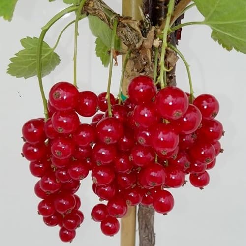 Rolan robuste rote Johannisbeere große Beeren lange Trauben Fußstamm ca. 50 cm Stamm ca. 80-120 cm 3-5 Liter Topf von Müllers Grüner Garten Shop