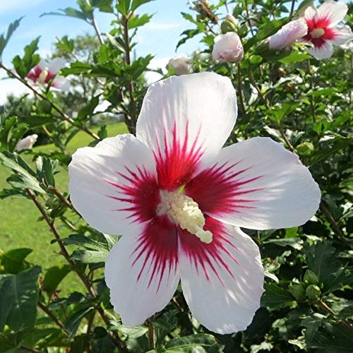 Roseneibisch Hibiscus syriacus Red Heart weiße offene Blüte innen rot ca. 40-60 cm im 3-5 Liter Topf von Müllers Grüner Garten Shop