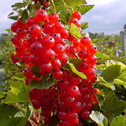 Rosetta, großfrüchtige rote Johannisbeere, aromatischer Geschmack, Busch im 3 Liter Topf von Müllers Grüner Garten Shop