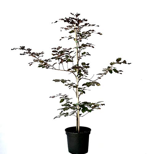Rotbuche Buche Fagus sylvatica heimischer Waldbaum als Heister mit ca. 100-150 cm im 3 Liter Topf Rotbuche Buche Fagus sylvatica heimischer Waldbaum als Heister mit ca. 100-150 cm im 3 Liter Topf von Müllers Grüner Garten Shop