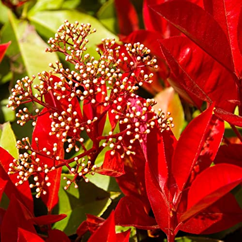 Rote Glanzmispel Red Robin - Photinia fraseri Red Robin roter Blattaustrieb von Müllers Grüner Garten Shop