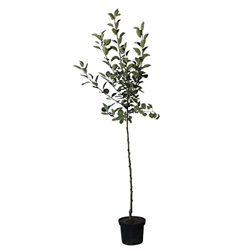 Rote Goldparmäne historische Apfelsorte robuster Herbstapfel Halbstamm 150-170 cm 10 Liter Topf M7 Rote Goldparmäne historische Apfelsorte robuster Herbstapfel Halbstamm 150-170 cm 10 Liter Topf M7 von Müllers Grüner Garten Shop