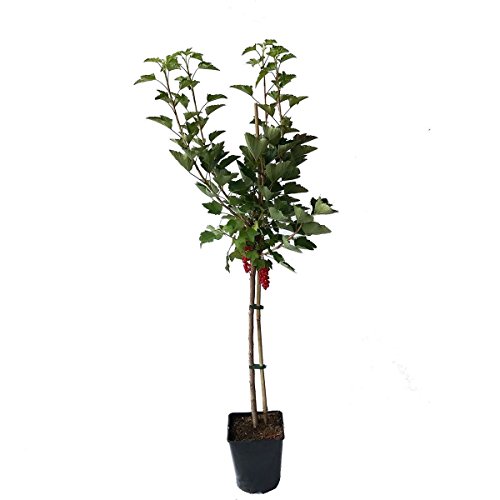 Rovada Johannisbeere große rote süßsaure Beeren Fußstamm ca. 50 cm Stamm inkl. 5 Liter Topf Rovada Johannisbeere große rote süßsaure Beeren Fußstamm ca. 50 cm Stamm inkl. 5 Liter Topf von Müllers Grüner Garten Shop