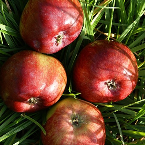 Säulenapfel Dzin (R) robuster Apfel aus Russland 80-120 cm im 7,5 Liter Topf Unterlage: M7 von Müllers Grüner Garten Shop