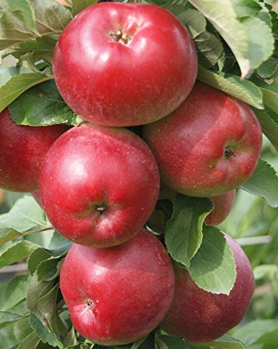 Säulenapfel Redcats (S) robust ca. 60-80 cm im 5 L Topf M 7 von Müllers Grüner Garten Shop