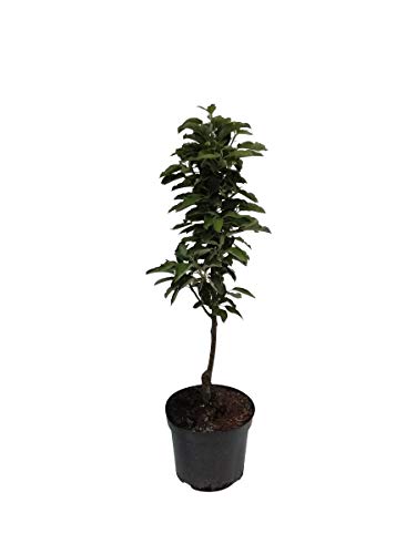 Säulenapfel Rhapsodie (S) Apfel Säulenobst Terrassenobst Balkonobst 80-120 cm 7,5 Liter Topf M7 von Müllers Grüner Garten Shop
