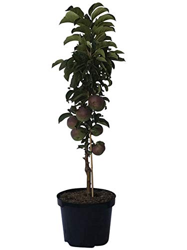 Säulenapfel Rondo (S) robuster knackiger Winterapfel 80-120 cm im 7,5 Liter Topf Unterlage: M7 von Müllers Grüner Garten Shop