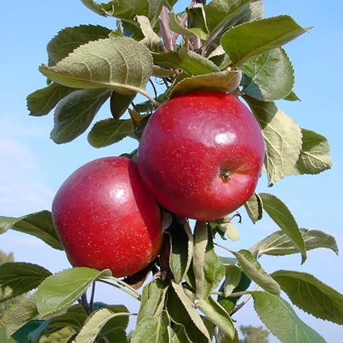 Säulenapfel Skyline Scooter sehr schmackhafte süße Sorte Apfel ca. 150-170 cm 7,5 Liter Topfballen Säulenapfel Skyline Scooter sehr schmackhafte süße Sorte Apfel ca. 150-170 cm 7,5 Liter Topfballen von Müllers Grüner Garten Shop