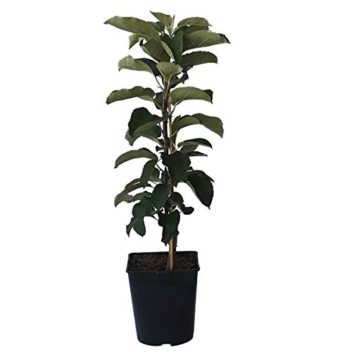Säulenapfel Sonate (S) sehr saftiger wohlschmeckender Apfel ca. 80-120 cm mit 5-7,5 Liter Topfballen M7 von Müllers Grüner Garten Shop