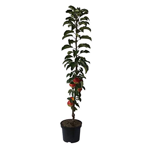 Säulenapfel Starline ® Fire Dance(S) robust Säulenobst Heckenobst Balkonobst 80-120 cm 7,5 L Topf M7 von Müllers Grüner Garten Shop