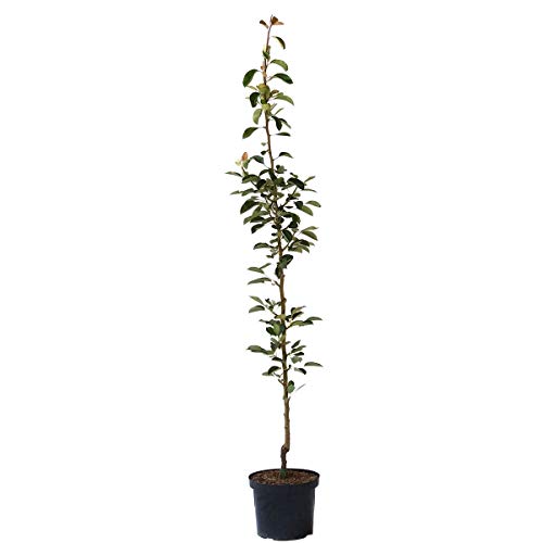 Säulenbirne Condora Syn. Condo Birnenbaum als Säulenobst 140-175 cm im 10 Liter Topf auf Quitte A von Müllers Grüner Garten Shop