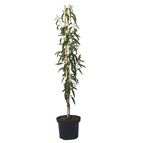 Säulenmandel Süßmandel sehr große attraktive Blüten 110-140 cm mit 10 Liter Topfballen auf St. Julien A von Müllers Grüner Garten Shop