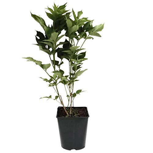 Schwarzer Holunder Haschberg Sambucus nigra großfrüchtig 40-60 cm mit 3-5 Liter Topfballen von Müllers Grüner Garten Shop