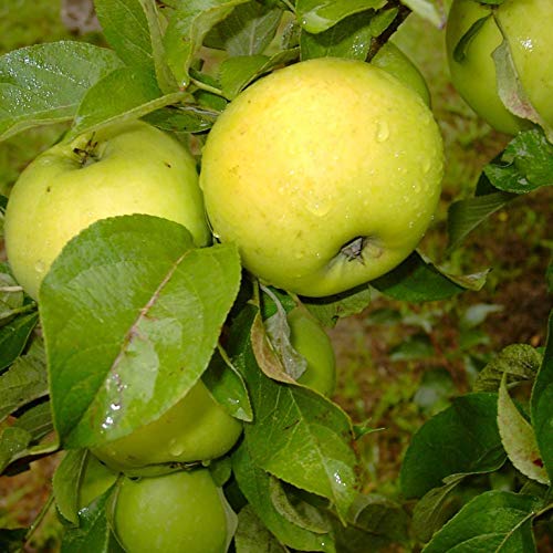 Seestermüher Zitronenapfel Historische Apfelsorte Buschbaum 110-140 cm im 10 Liter Topf M7 von Müllers Grüner Garten Shop