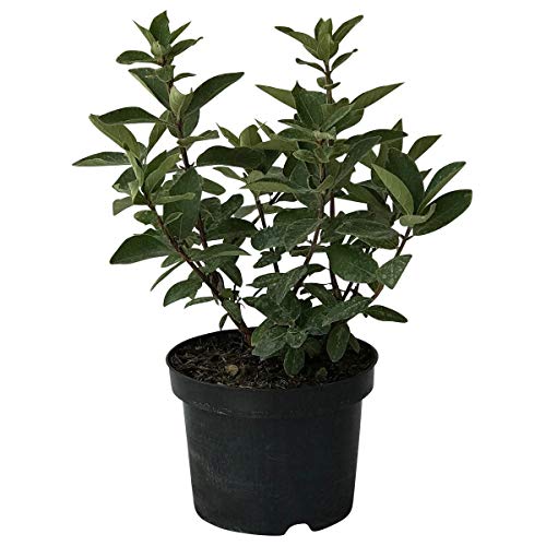 Sibirische Blaubeere Blue Velvet(R) Lonicera kamtschatica vitaminreich ca. 40-60 cm im 3,5 Liter Topf von Müllers Grüner Garten Shop