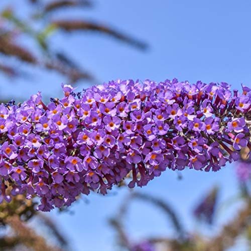 Sommerflieder Buddleja davidii Empire Blue violett-blau blühend schön duftend im 3 L Topf von Müllers Grüner Garten Shop