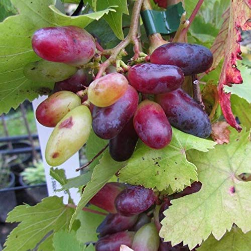 Souvenir Weinrebe bunte Datteltraube Ribes 60-80 cm im 3,5 Liter Topf von Müllers Grüner Garten Shop