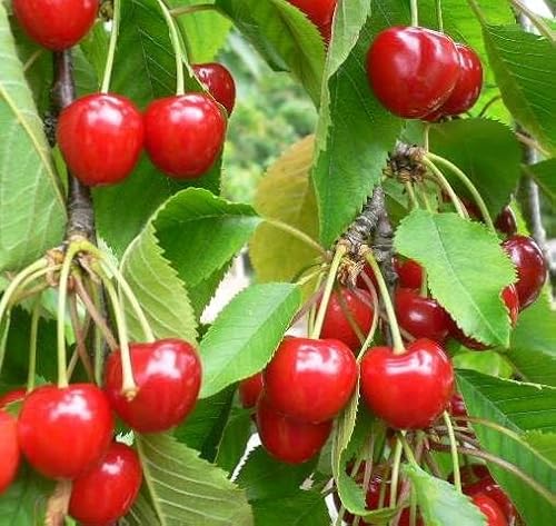 Stella Compact (S) Zwerg Süßkirsche Kirschbaum als kleinbleibender Buschbaum 110-140 cm von Müllers Grüner Garten Shop